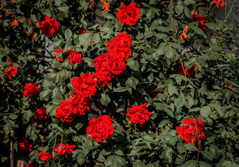 red rose bush in the garden