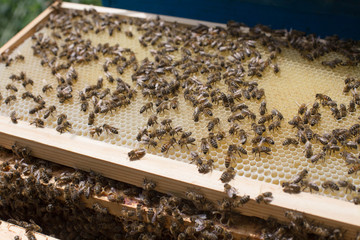 Honeycomb frame set up by bees, with lack of space for honey. Self-built bees waxed. Bee family in beehive. Bees in a hive on built-in wax. Honey frame.