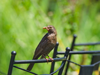 Amsel mit Wurm - Blackbird with worm
