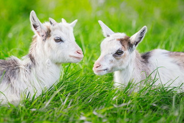 two goatlings lying on grass