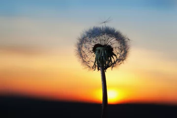 Foto op Canvas witte paardebloem in de lucht met de zon © janbussan