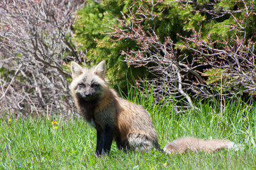 a red and silver fox