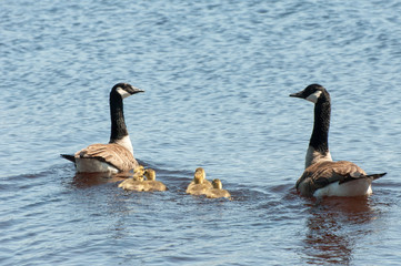A family of Canada geese swimming