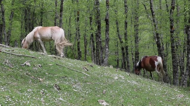Cavalli selvaggi nel Parco Nazionale del Cilento e Vallo di Diano; Wild horses