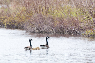 A family of Canada geese swim to the edge of a lake