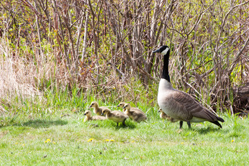 a mother goose looks over babies