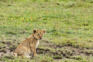Obraz na płótnie Canvas Sitting Lion Cub