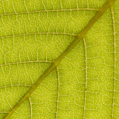 Graphic streaks on a green leaf, macro, background