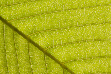 Graphic streaks on a green leaf, macro, background