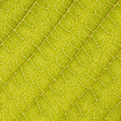 Graphic streaks on a green leaf, macro, background