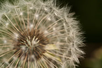 Fototapete Verblasste kugelförmige weiße Blowball-Blume mit Samen und Regenschirmen © guppys