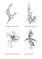 botanical set of flowers drawing