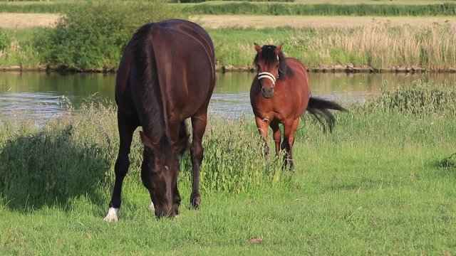 Pferd