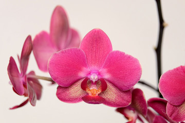 Beautiful orchid flowers blossom on beige background closeup