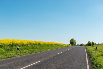 road with canola field