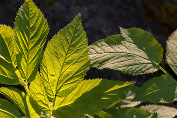 Ground elder (Aegopodium podagraria) leaves