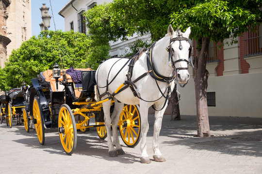 white horse and carriage in Seville