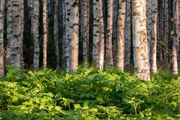 Dense ground elder vegetation in birch forest
