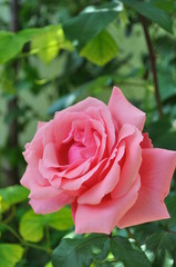 garden rose