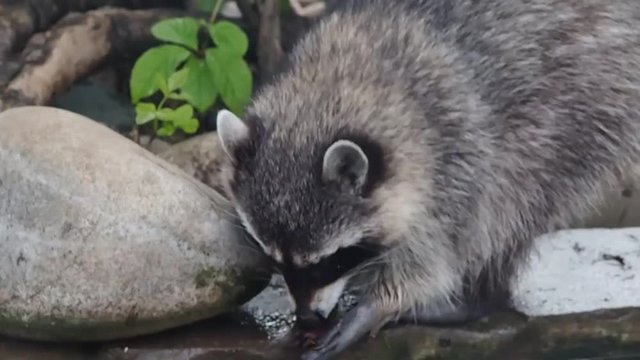 Raccoon poloskun gnaws nuts