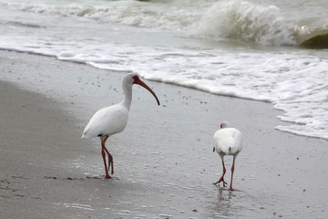 White Ibis on Beach