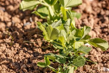 young pea shoots in the garden