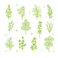 Handmade drawing set of herbs elements