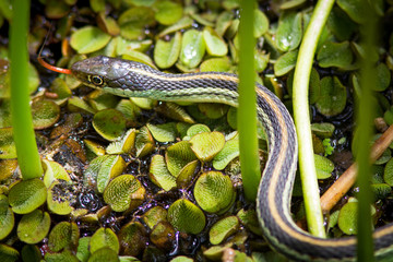 Ribbon Snake