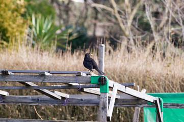 Amsel