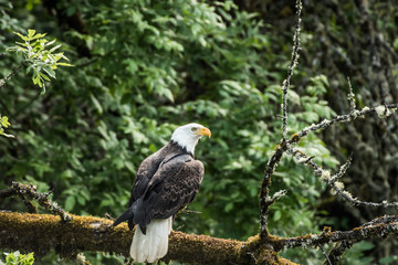 bald eagle