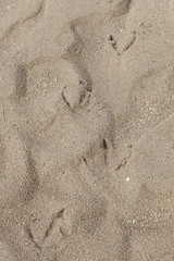 Fototapeta na wymiar Goose prints in the sand. Web-footed prints.