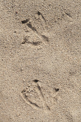 Fototapeta na wymiar Goose prints in the sand. Web-footed prints.
