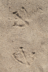 Goose prints in the sand. Web-footed prints.