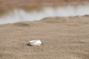 Top of a beer can littering on the beach. Pollution on the beach.