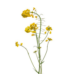 Rapeseed flower branch isolated on white