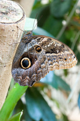 an owl butterfly
