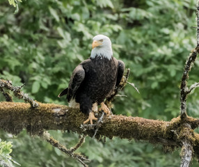 Bald Eagle