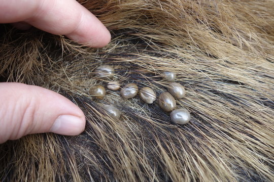 Ticks on the wool of a wild pig. Ixodes ricinus.