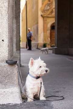 a terrier in an alley