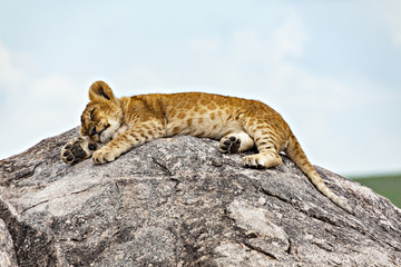 Sleeping Lion Cub