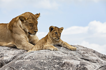 Lion Cub On a Rock