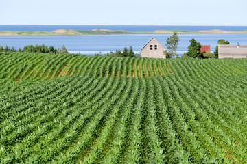 a field of potatos plants against water backdrop