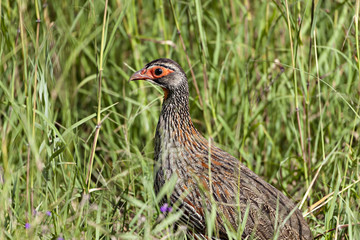 Francolin Portrait