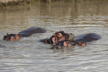 Fototapeta premium Hippo Family