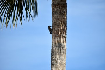 Fototapeta premium Arizona Woodpecker