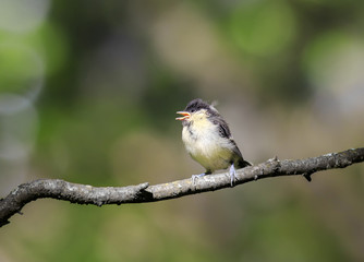 funny little chick tit sitting on a branch staring with wide open beak