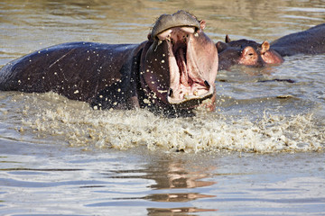 Hippo Wide Open