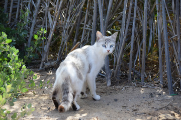White female feral cat