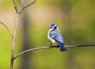 blue tit bird with colorful feathers sitting spring forest