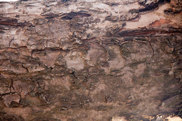 Fragment of brown tree bark